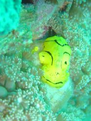 a banana nudi in lembeh which i think looks like bart sim... by Stewart Smith 